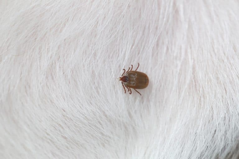 Savoir reconnaître la babésiose ou piroplasmose
