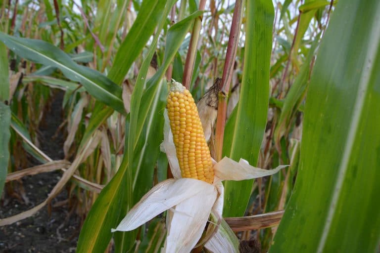 Mycotoxines : un risque omniprésent