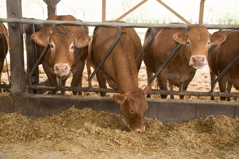 Nutrition : ma ration est-elle efficace ?