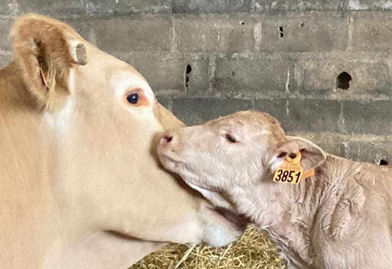 Un Sabot d’or pour un élevage accompagné par un conseiller Elvup