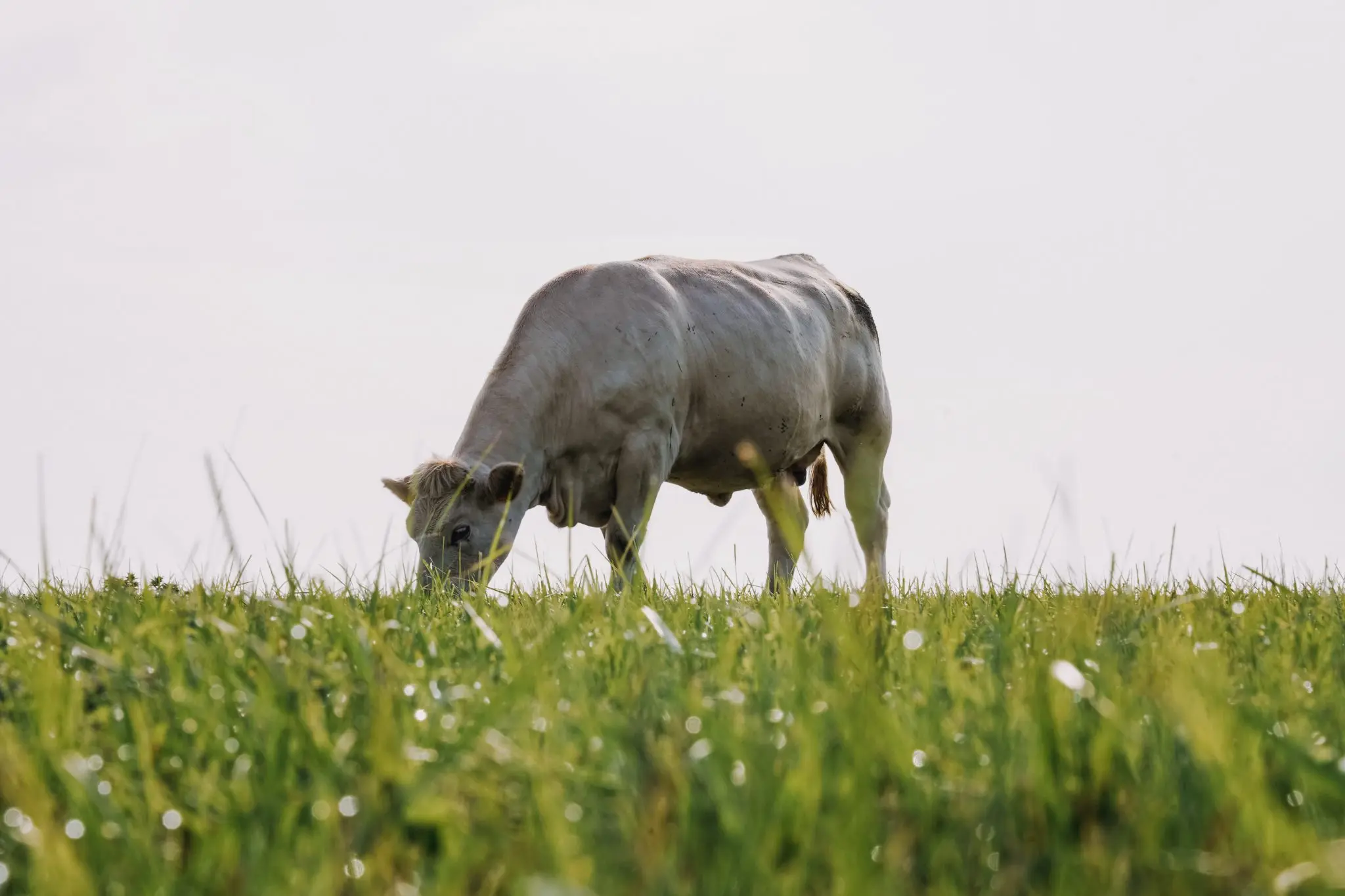 Vache charolaise
