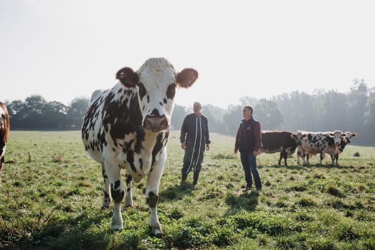 Conseiller élevage bovin lait