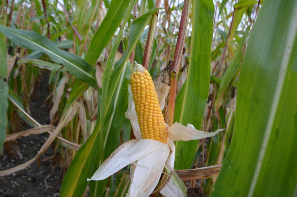 Défi-ensileuse 2021 : résultats sur la récolte du maïs épi