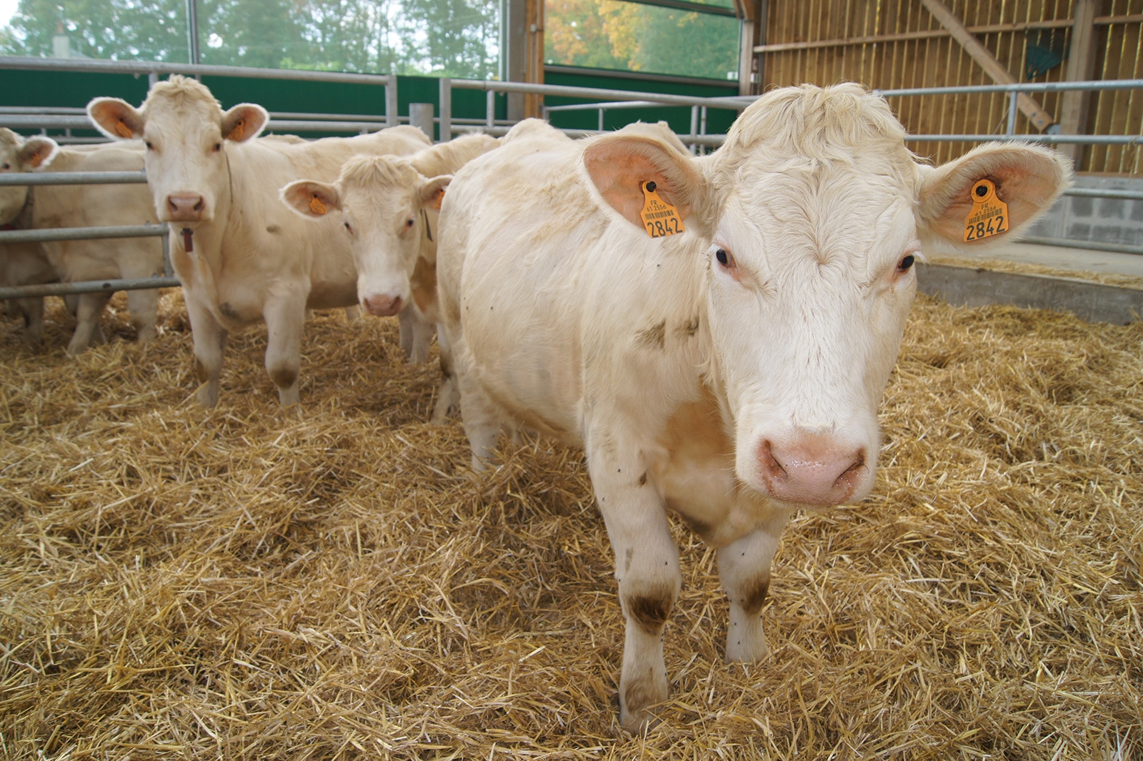 COVID-19 : indemnisation des éleveurs bovins allaitants