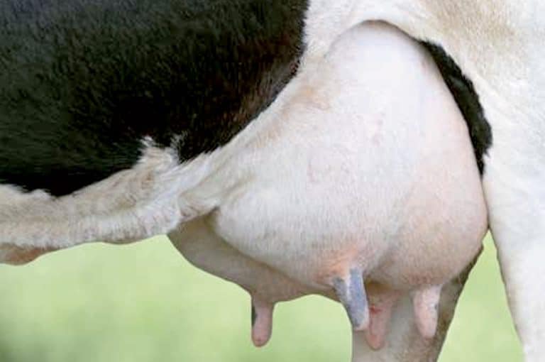 mamelle vache laitière