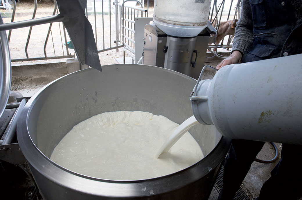 Le paiement du lait de vache en fonction de sa composition et de sa qualité