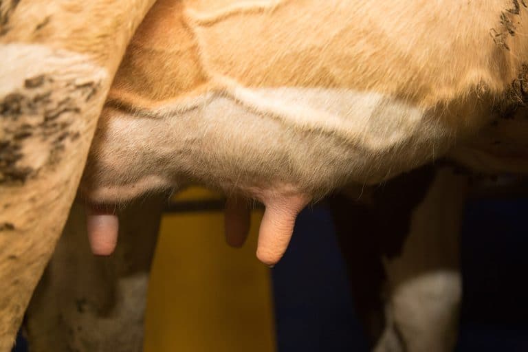 Tarissement – Une période charnière pour sécuriser la prochaine lactation