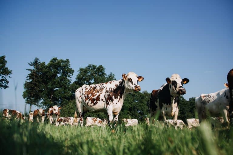 Conseil annuel bovins lait