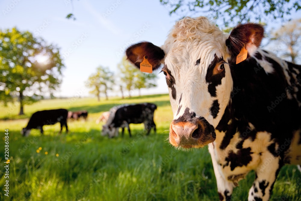 Un point sur le calcul du cumul des jours de lactation