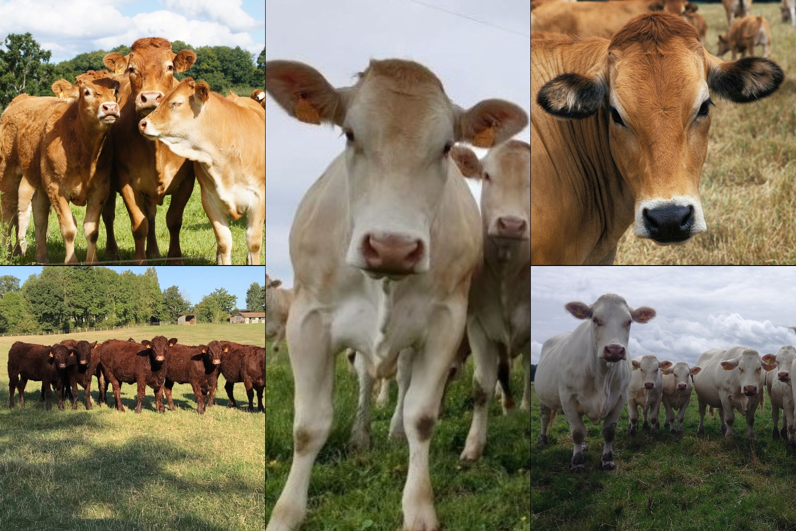 STEP Bovins Viande « Être performant techniquement et économiquement en élevage allaitant »