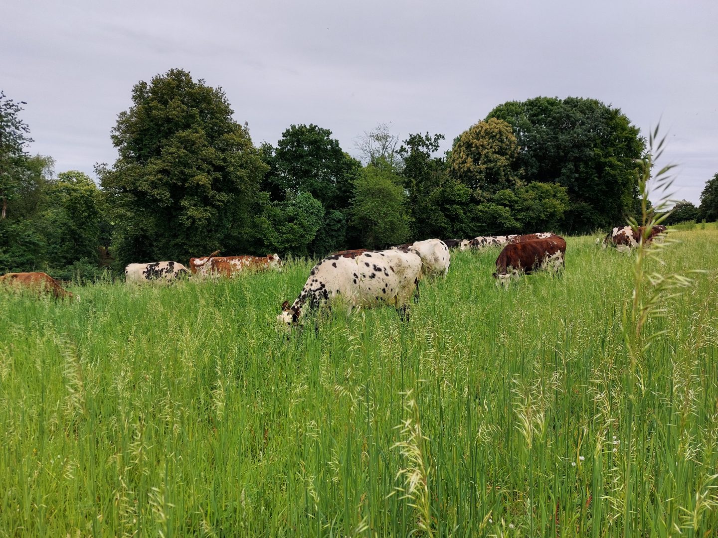 Pâturage d’une prairie semée sous couvert d’avoine
