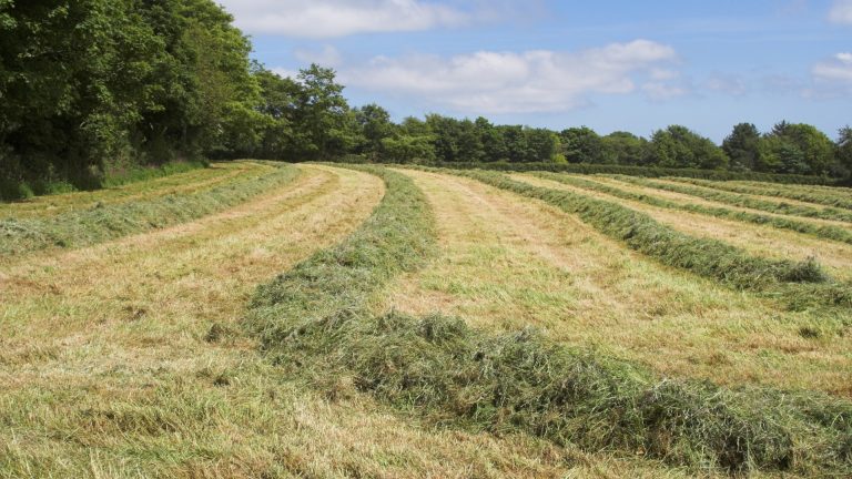 Ensilage d’herbe : facteurs clés de réussite