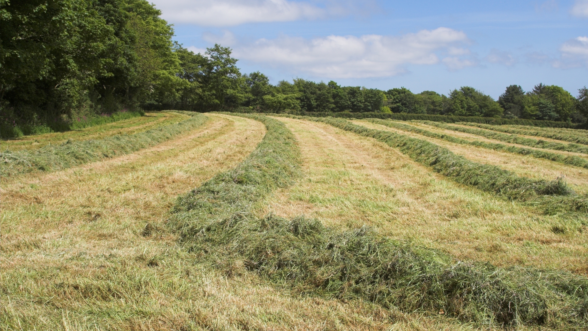 Ensilage d’herbe : facteurs clés de réussite