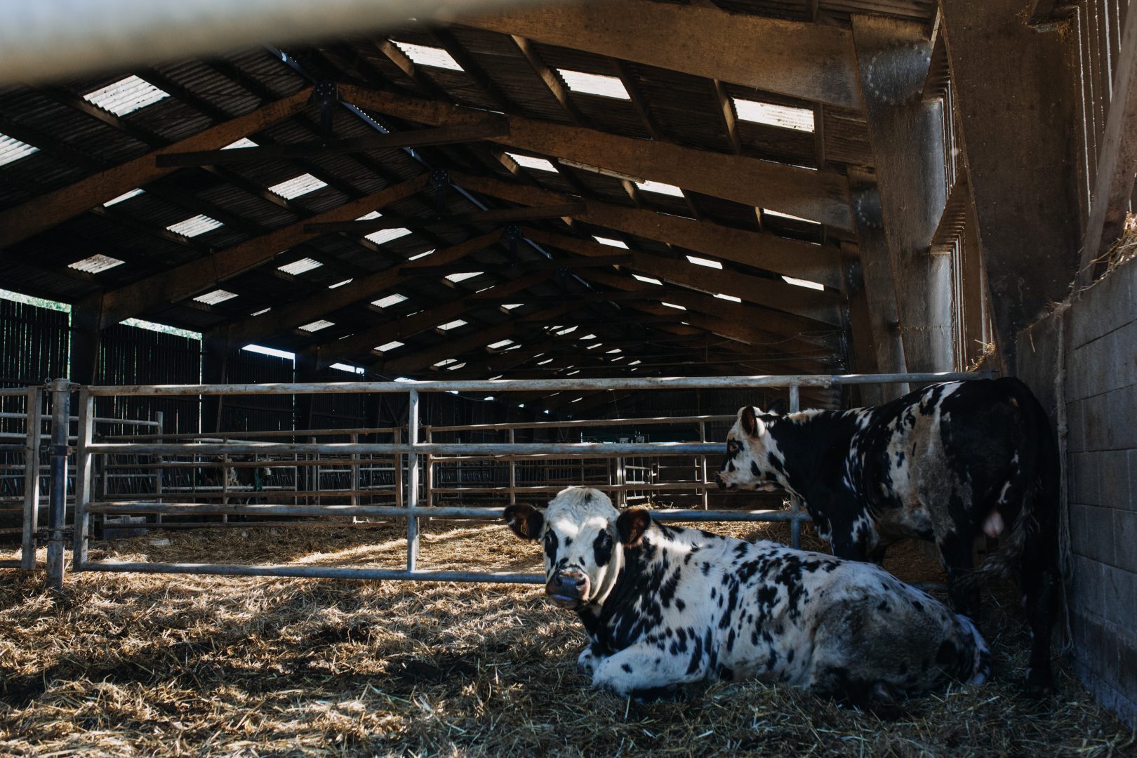 Optimisez le confort de vos animaux, été comme hiver, avec un CAS2E