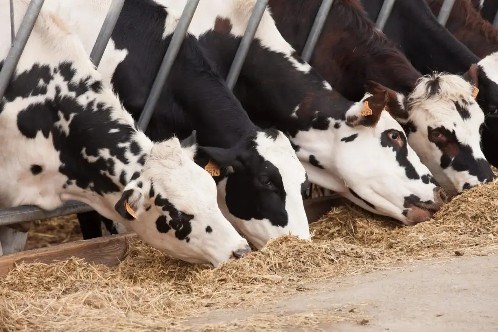 prim'holstein