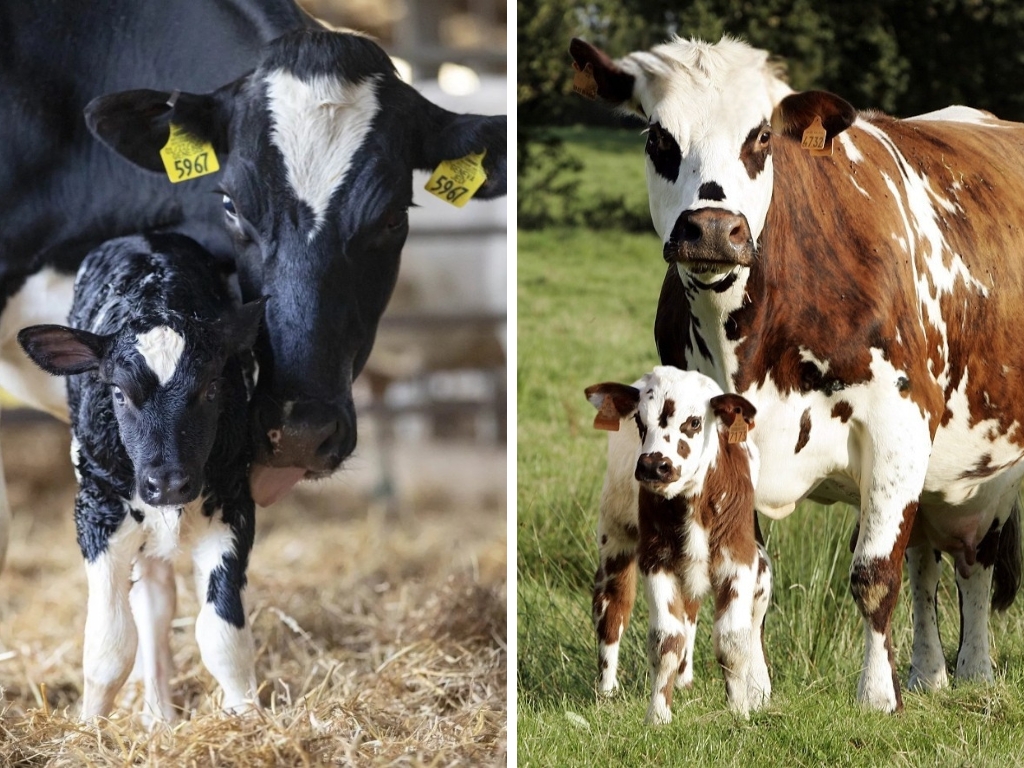 STEP 1 « Améliorer ses performances de reproduction en bovin lait »