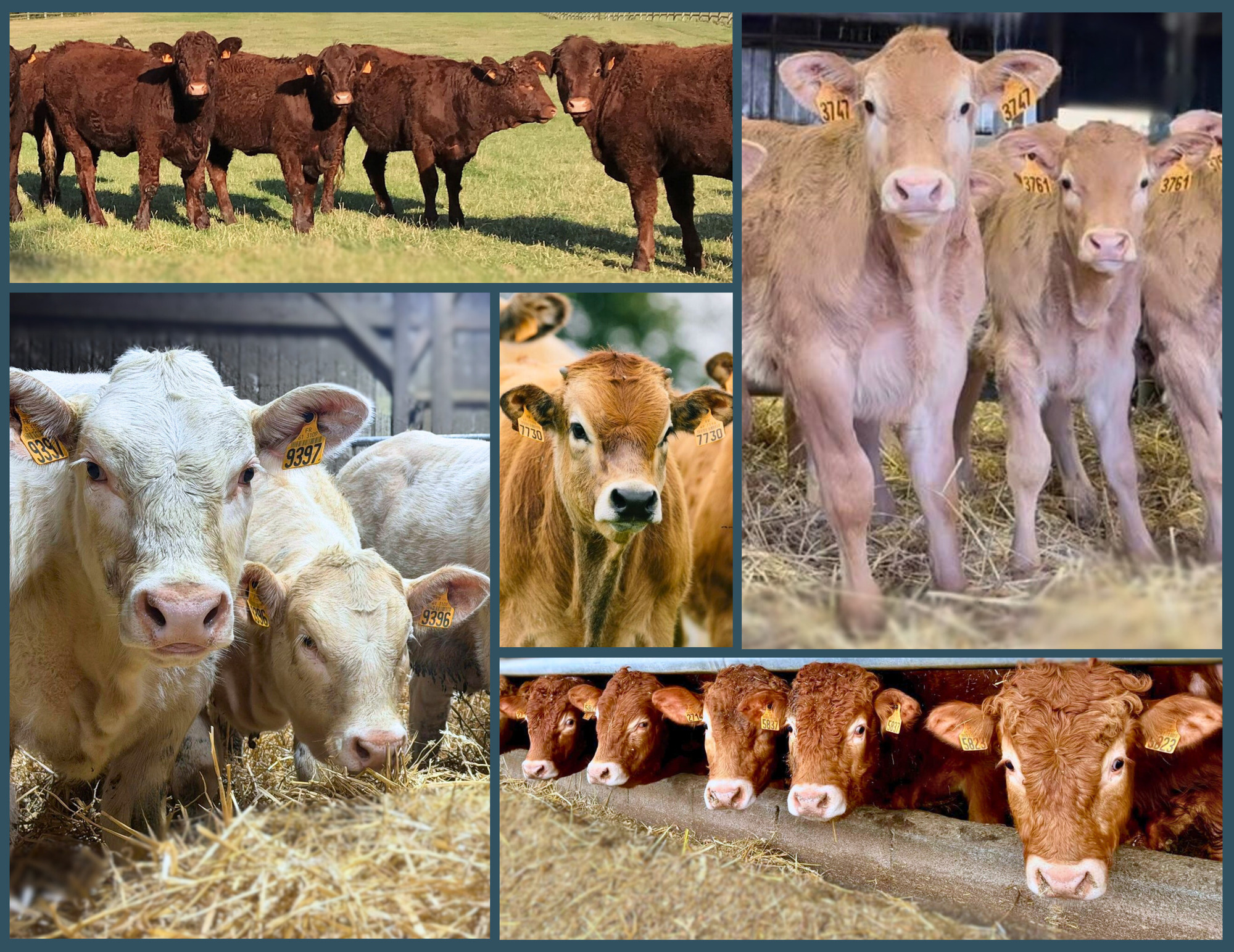 STEP Bovins Viande