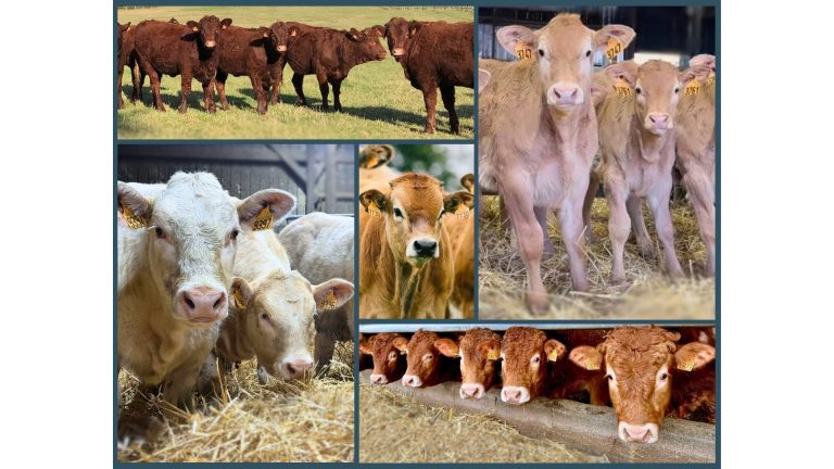 STEP Bovins Viande