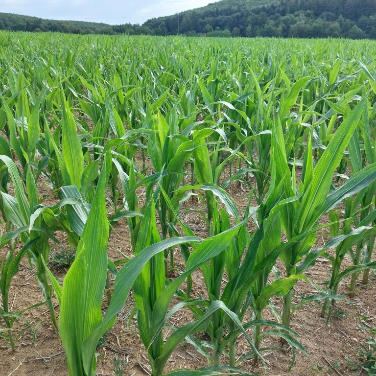Situation des maïs dans l’Orne