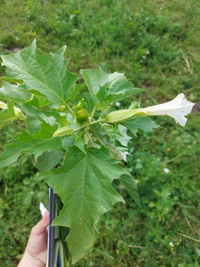 Datura : surveillez vos parcelles dès maintenant
